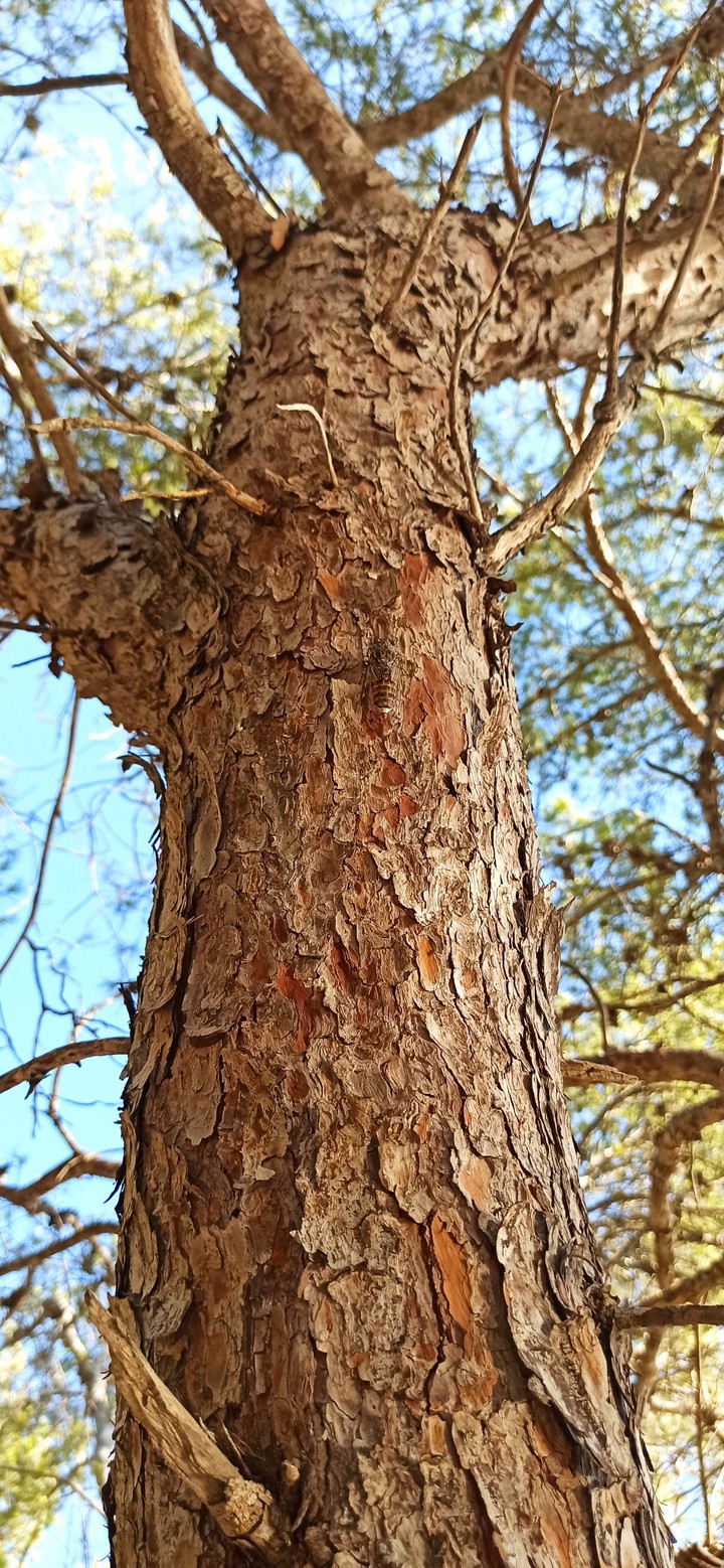 Camouflage