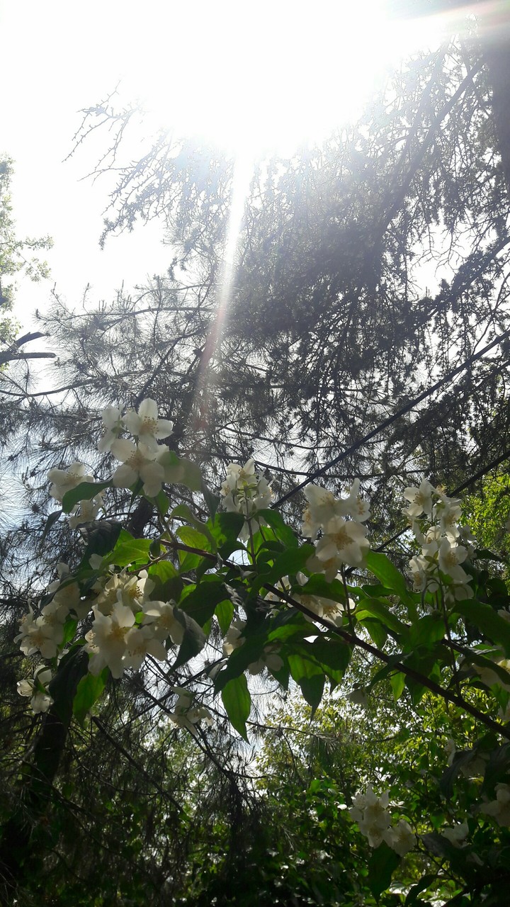 Trees