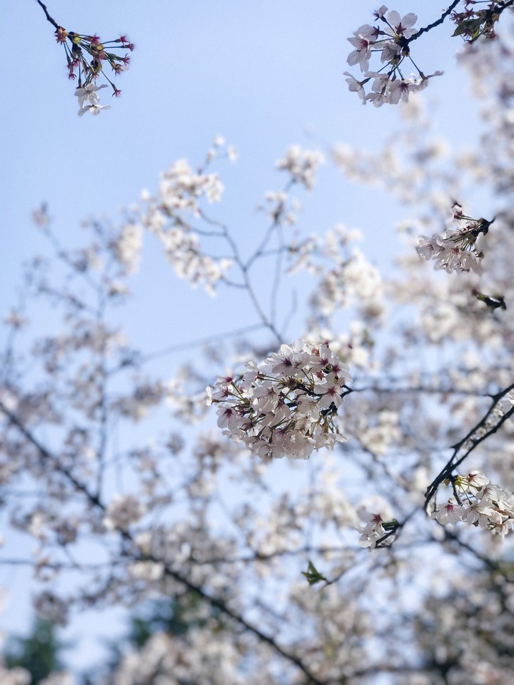 Cherry blossoms