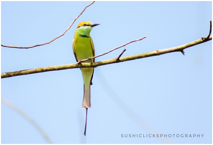 green ant eater