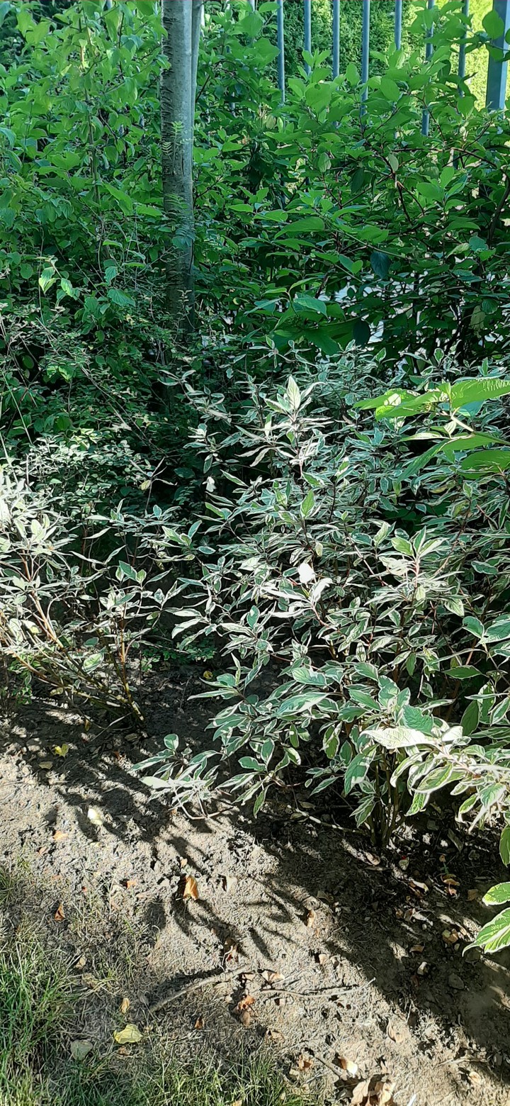 find the 2 white butterflies :)