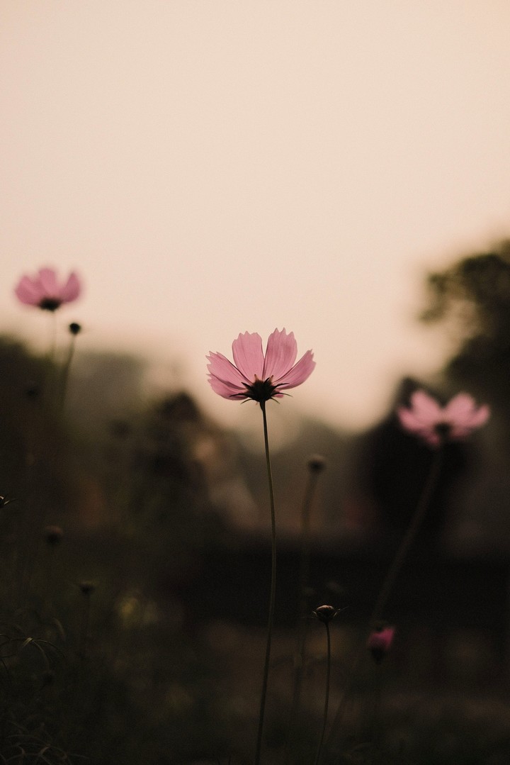 Cosmos