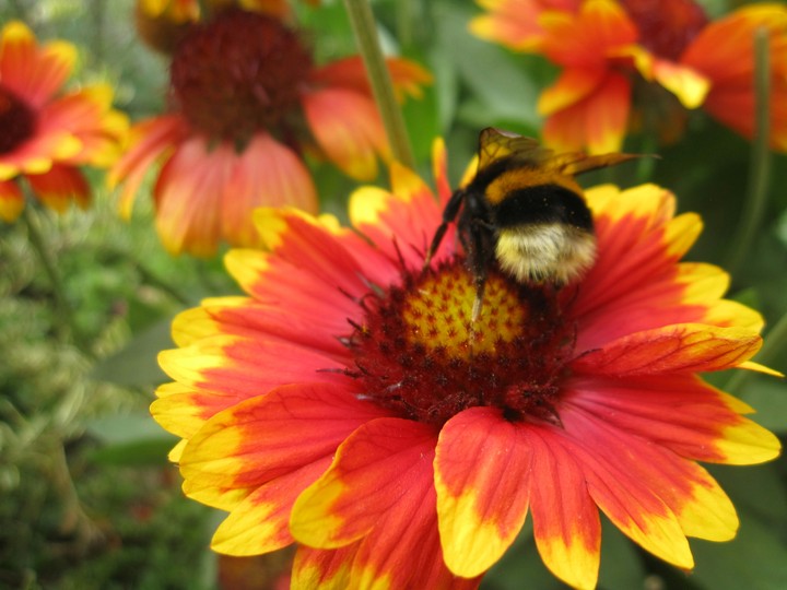 Schöne blume mit einer Biene