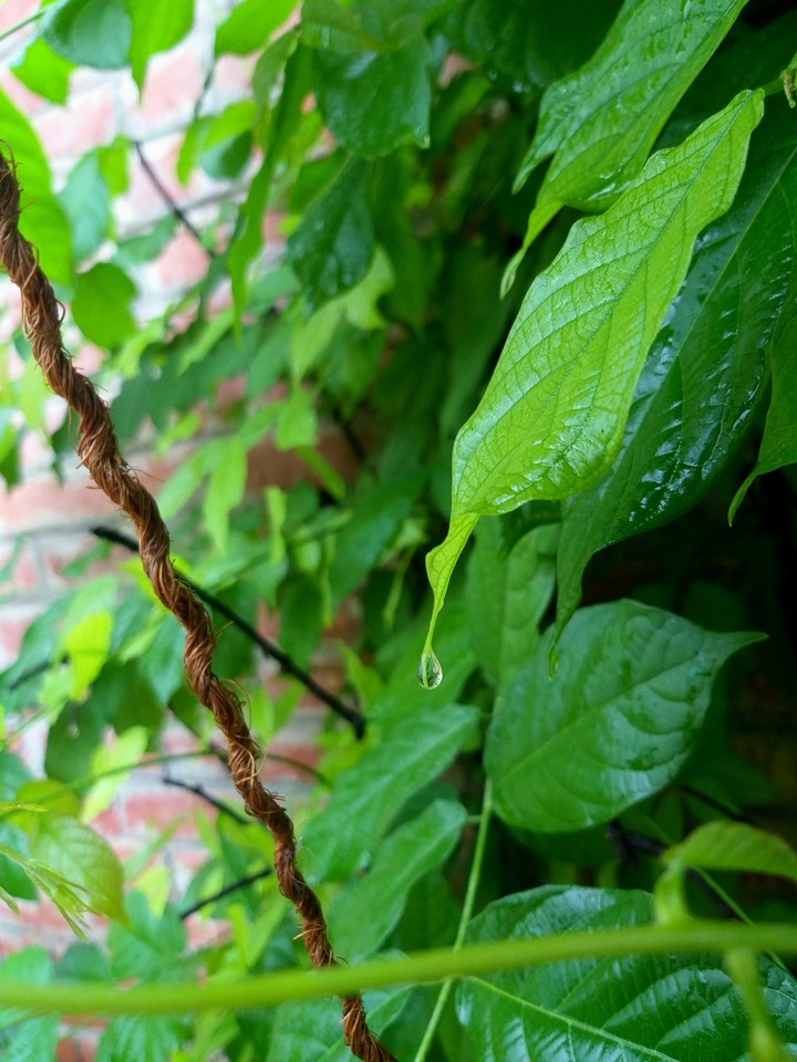 rain drops on green leaves