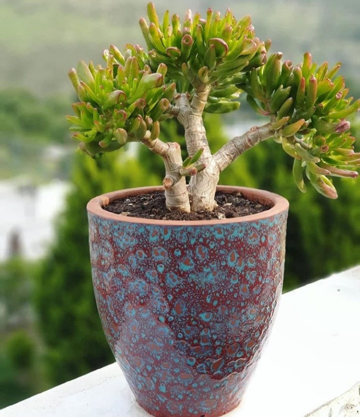 Succulent