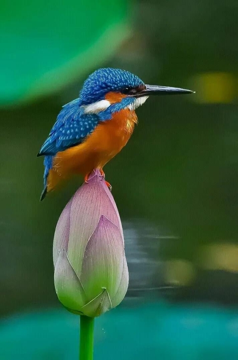 hình nền coraciiformes, Yellow