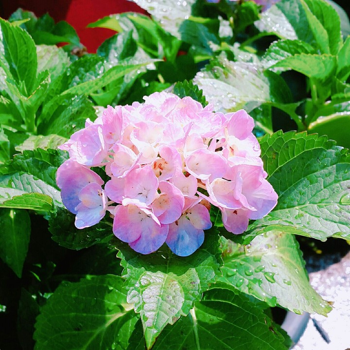 수국 (hydrangea)