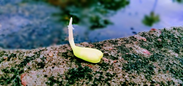Plant