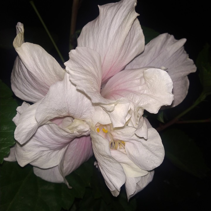 Hibiscus