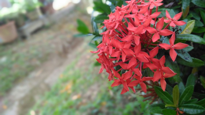 Flower