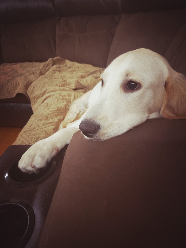 my puppy