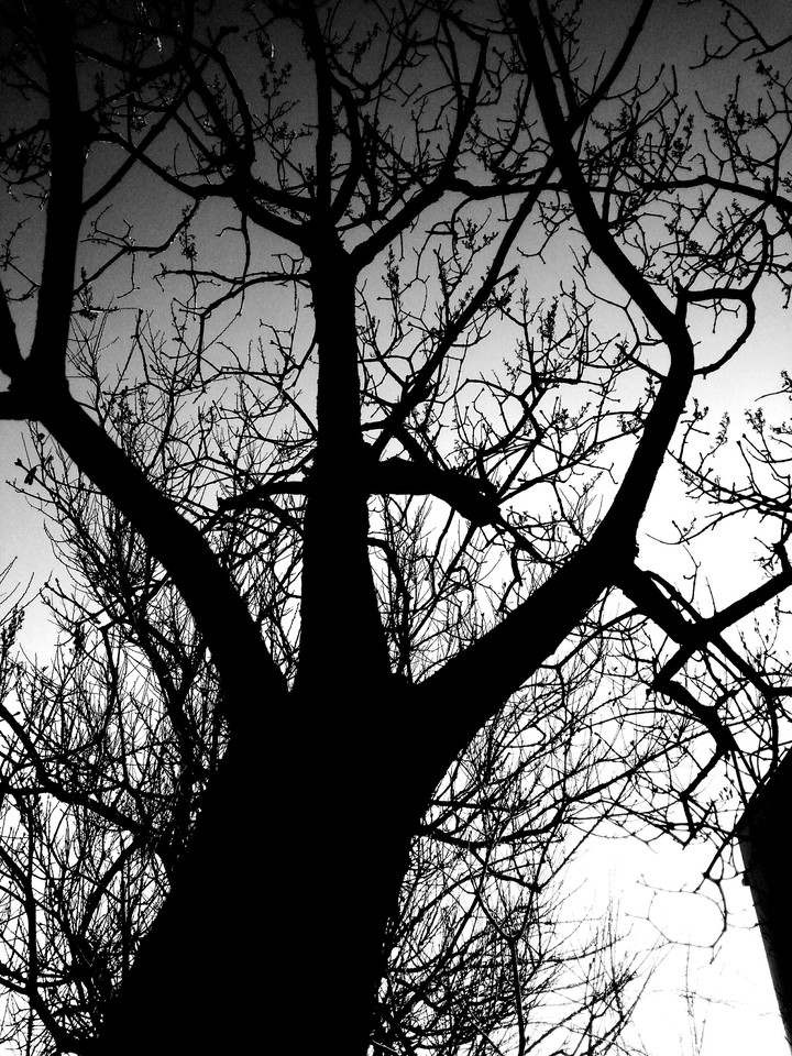 tree