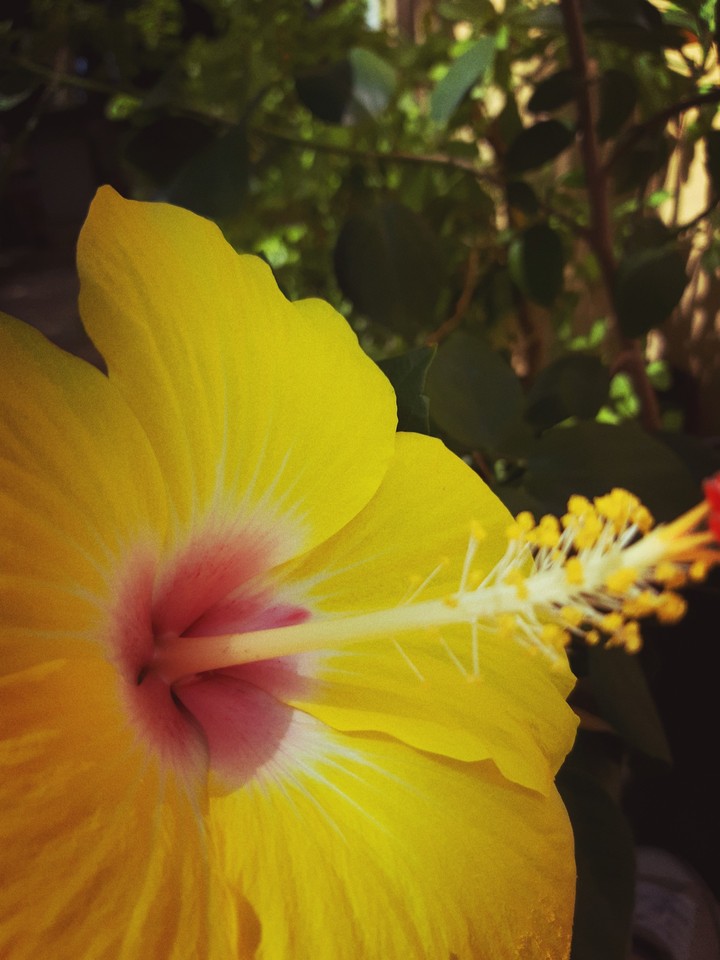 flowers of amapola