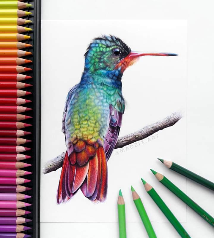 bird