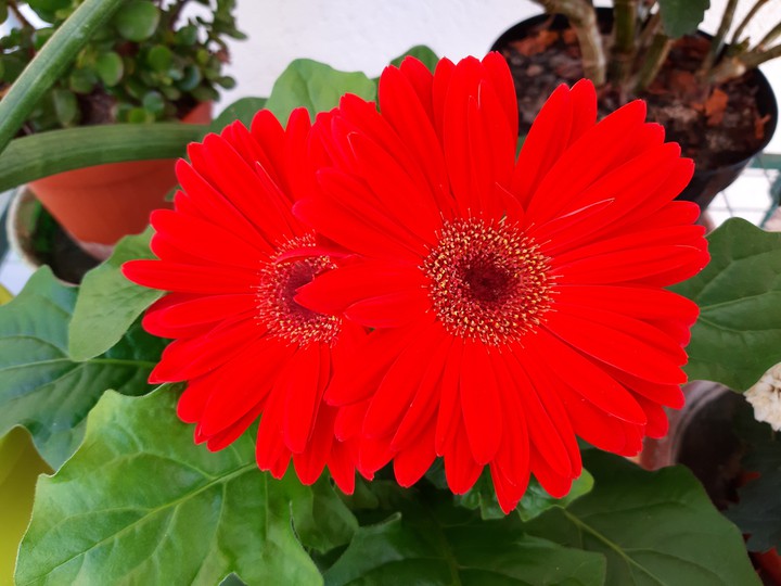 fiori