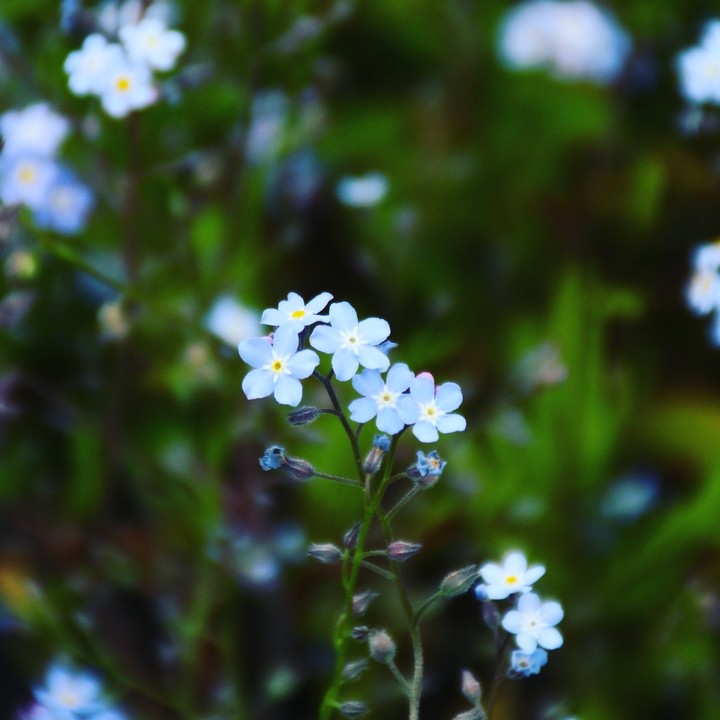 Bleu flowers