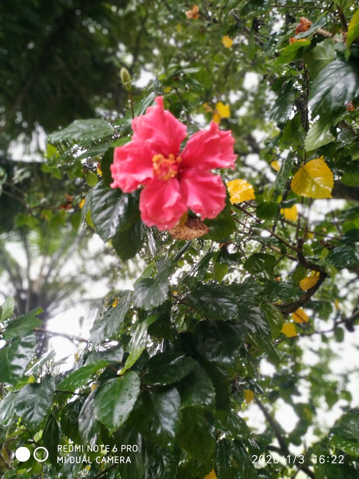 Nature
