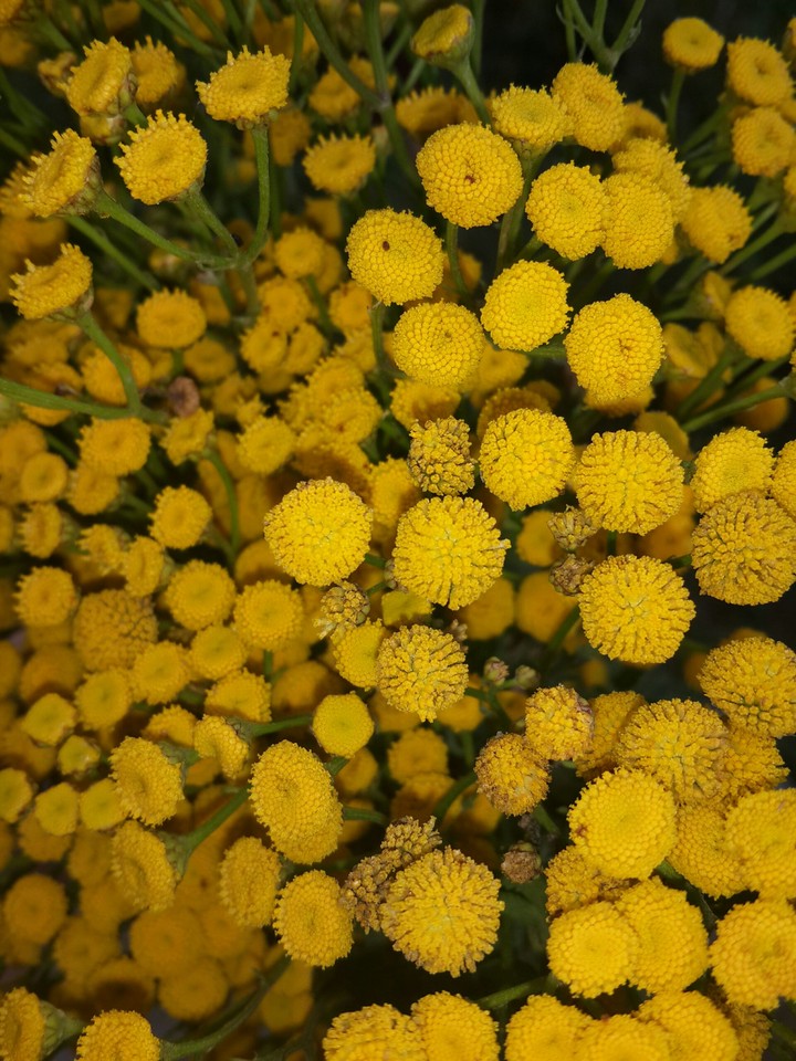 yellow flowers