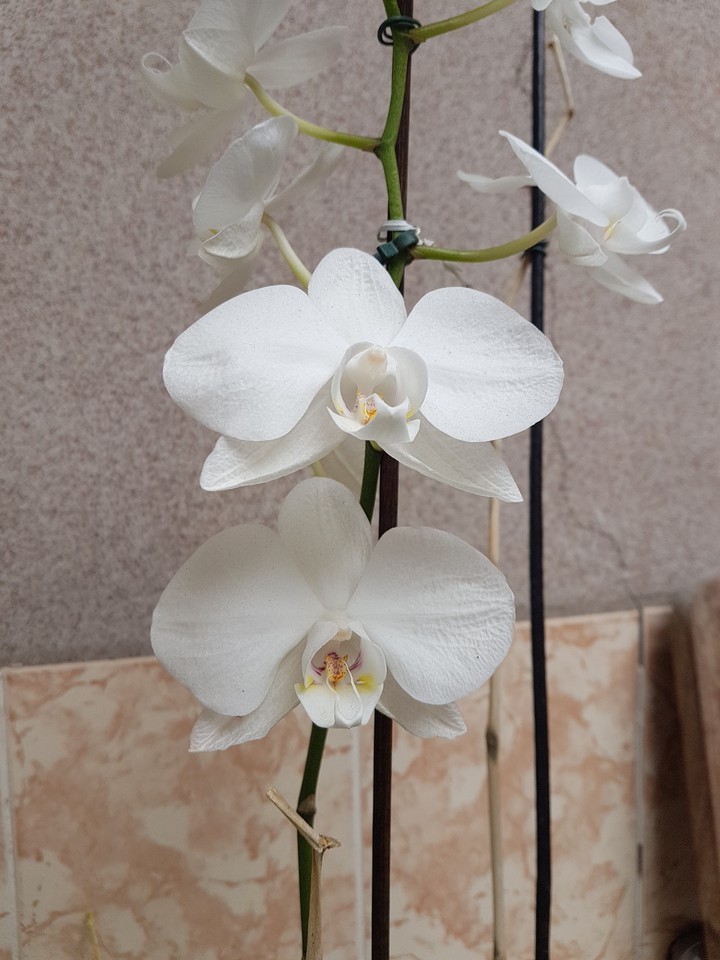 Nature's