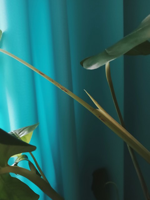 шпалери monster, flower