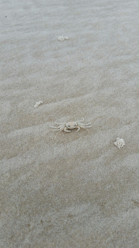 A crabby crab
