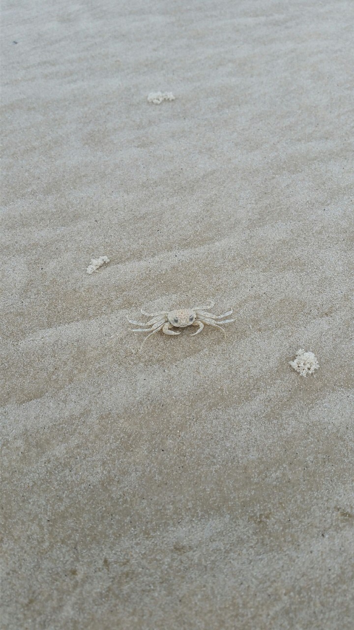 A crabby crab