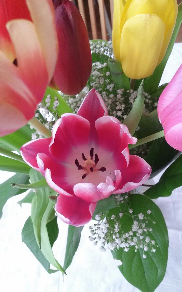 tulipanes
