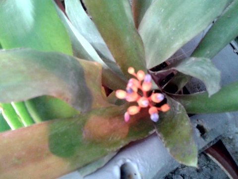 ταπετσαρίες Pineapple, plant