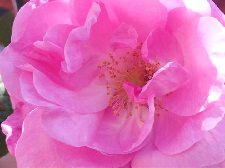 rose