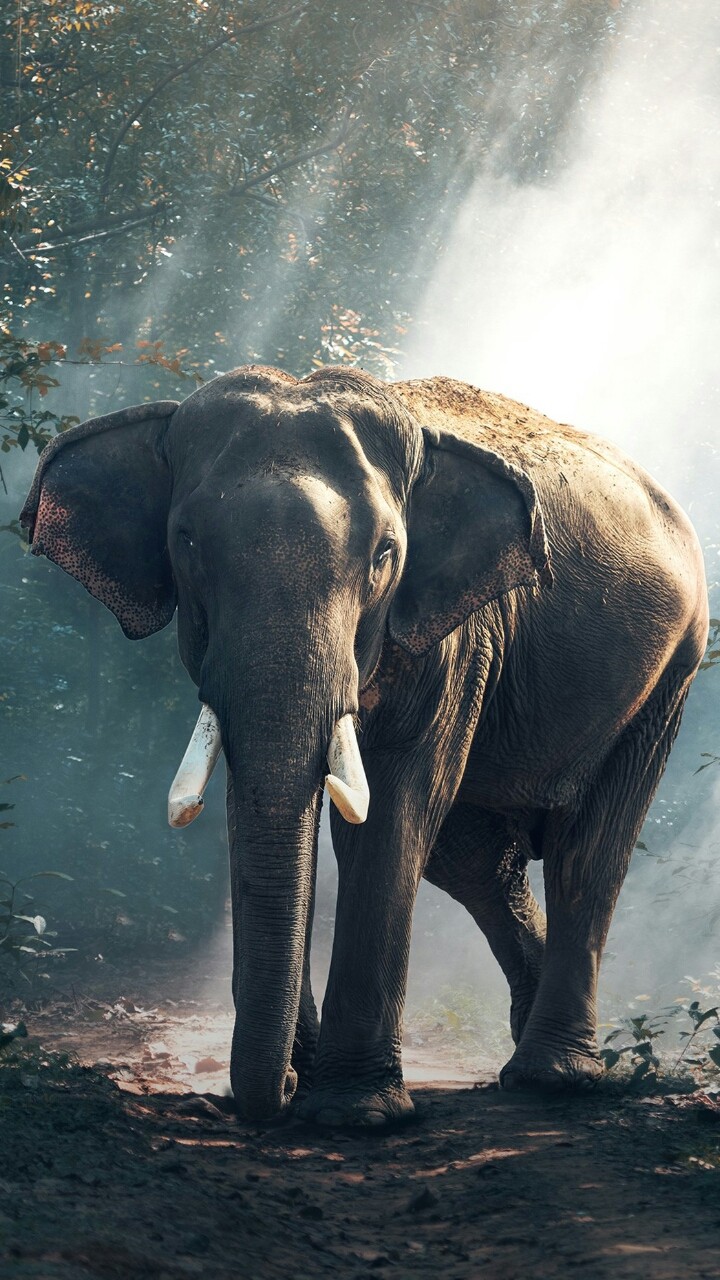 elephant