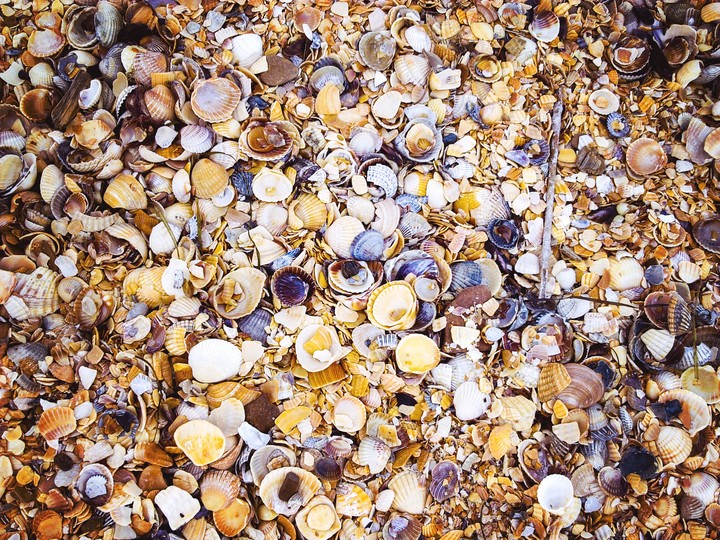 Seashells