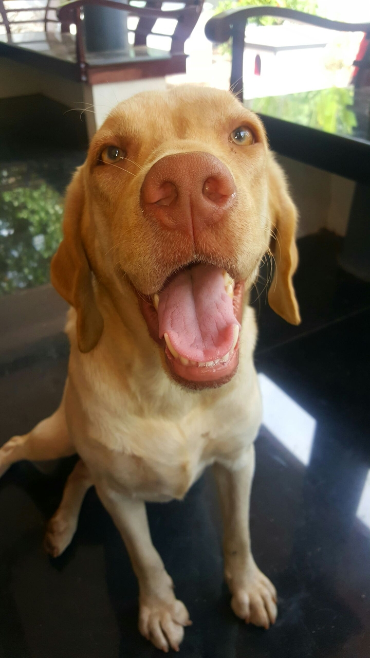 A dog named Flora