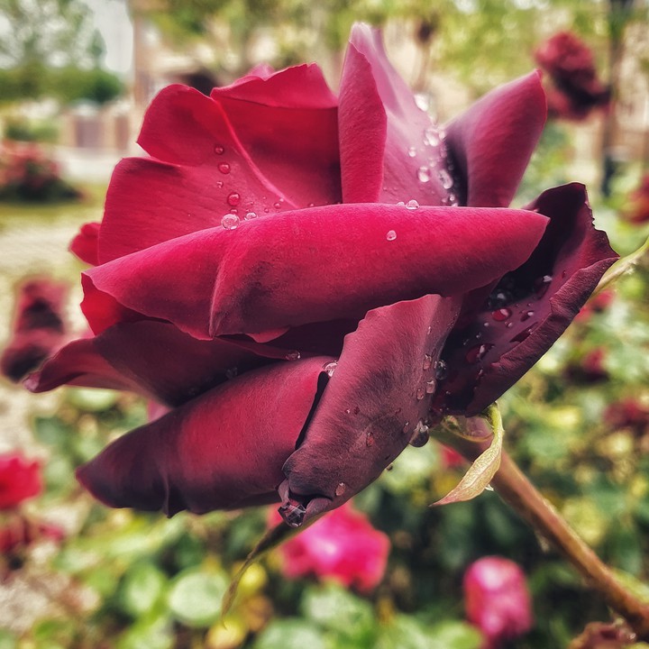 Rosa