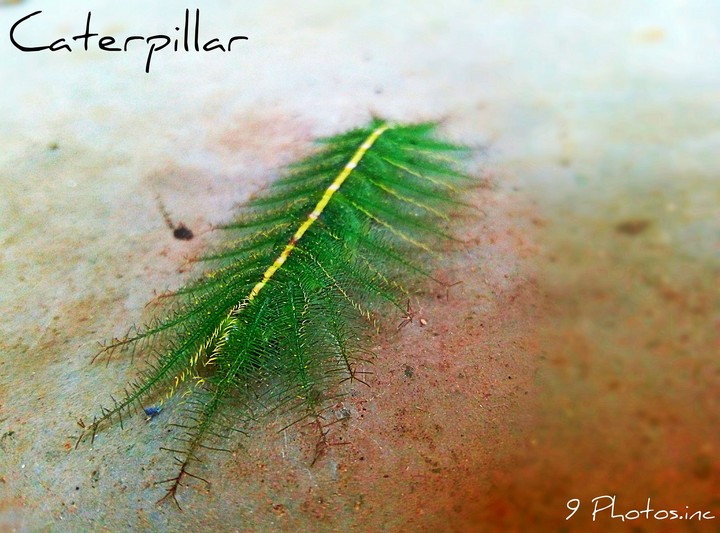 Caterpillar