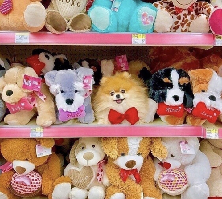 Pomeranian