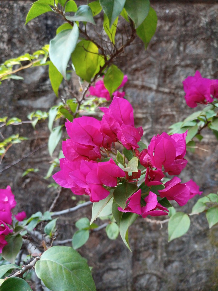 Bougainville