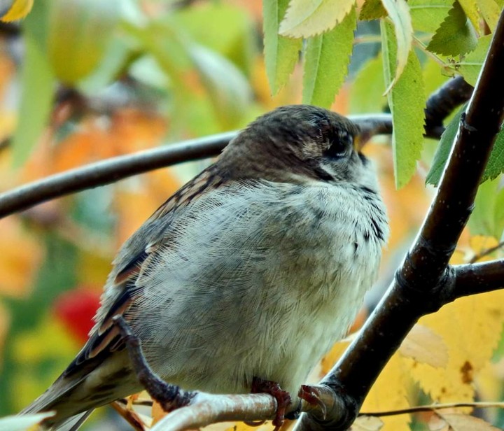 birds