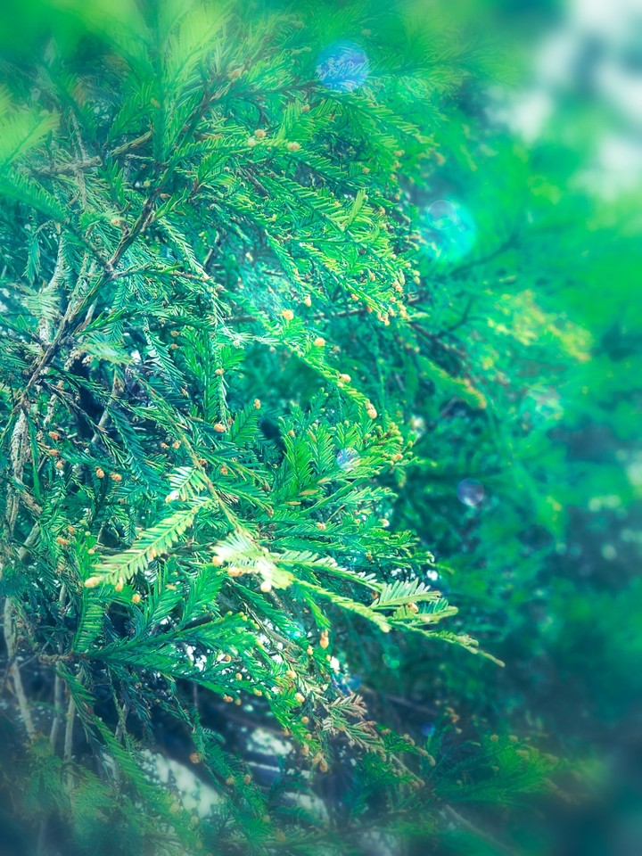SHINJUKU CEDAR TREE