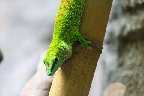 Gecko, Singapore Zoo