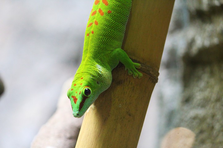 Gecko, Singapore Zoo