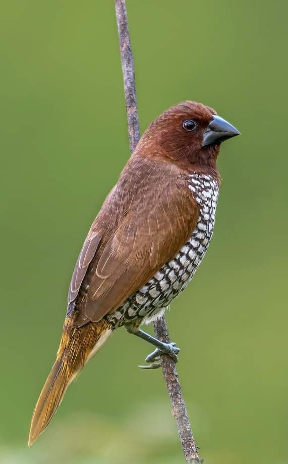 Little bird