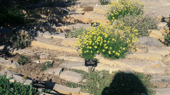 antalya zarifeydi (erysium carium)