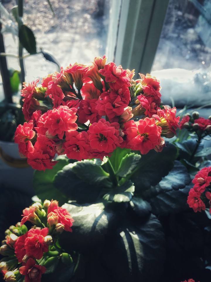 flower