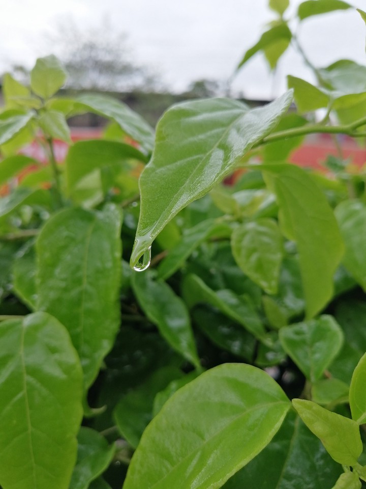 plant