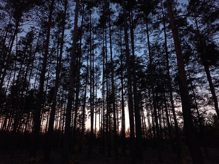 forest