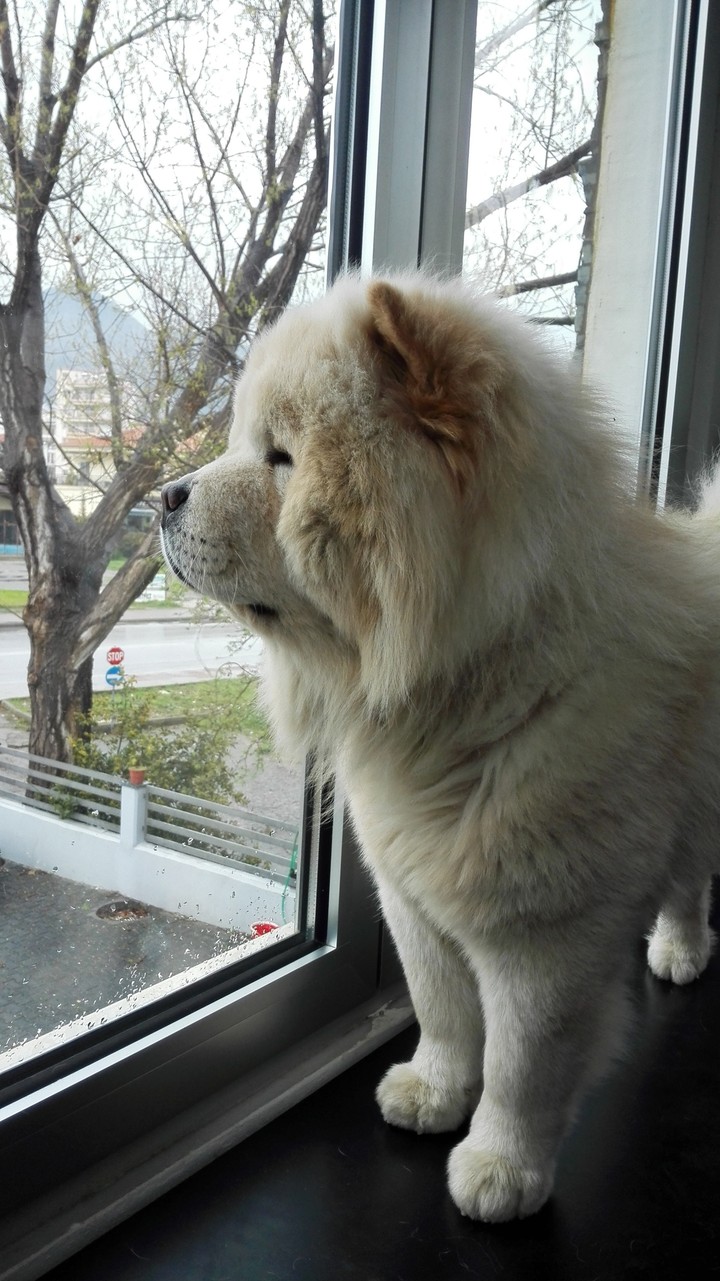 CHOWCHOW