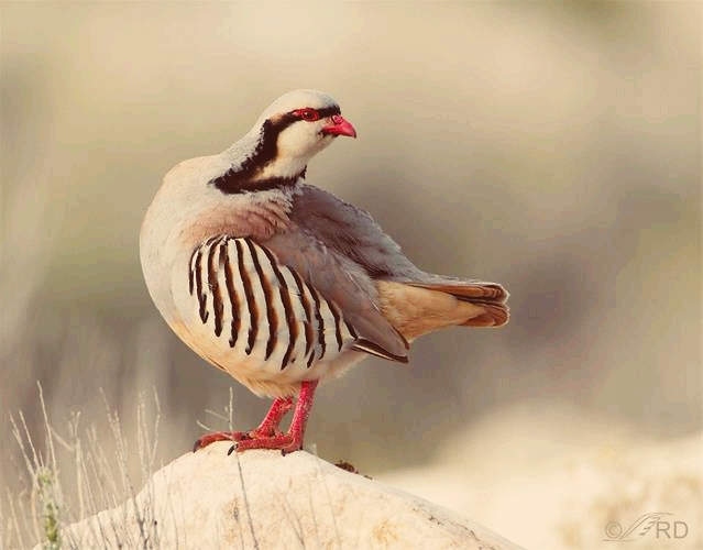 partridge