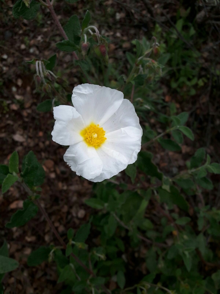 flor