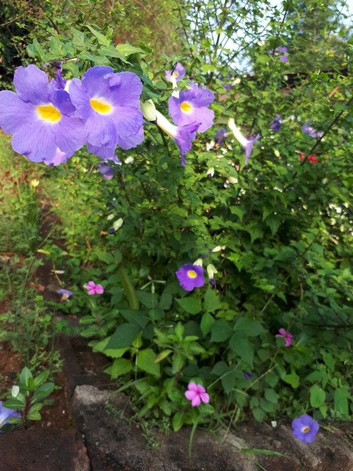 morning flower