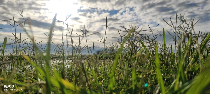 green grass with clouds
